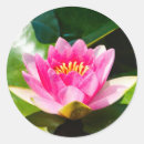 Suche nach rosa lilie aufkleber Natur