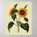 Suche nach 17 jahrhundert poster Blume