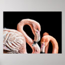 Suche nach wilde vögel poster Flamingo