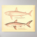 Suche nach hai poster Vintage