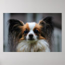 Suche nach papillon poster Niedlich