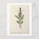 Suche nach lavendel postkarten Französisch