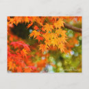 Suche nach japanischer ahorn postkarten Herbst