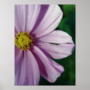 Suche nach zerrissenes poster Blume