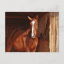 Suche nach pferdegesicht postkarten Foto