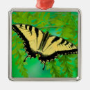 Suche nach farn ornamente Blume