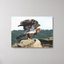 Suche nach amerikanischer adler leinwandbilder Vogelvogel