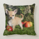 Suche nach äpfel kissen Foto