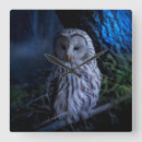 Suche nach raubvogel wanduhren Vogelbeobachtung