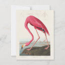 Suche nach john audubon postkarten Vintag