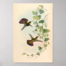 Suche nach vintage kolibris poster Blume