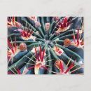 Suche nach cactus postkarten Bunt
