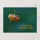 Suche nach lilien postkarten Friend