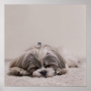 Suche nach shih tzu poster Dog