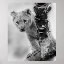Suche nach weiße löwen poster Wildkatze