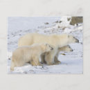 Suche nach churchill postkarten Ursus maritimus