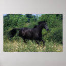 Suche nach thoroughbred poster Foto