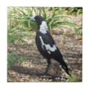 Suche nach elster Australien