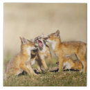 Suche nach junges tier fliesen Fuchs