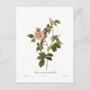 Suche nach wilde rose poster Flora