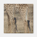 Suche nach fest magnete Wild lebende tiere