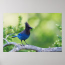 Suche nach singend poster Vogel