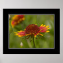 Suche nach indische decke poster Wildblume