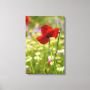 Suche nach mohn leinwandbilder Fotografie