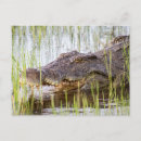 Suche nach krokodile postkarten Afrika