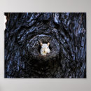 Suche nach baby eichhörnchen poster Niedliche tiere