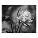 Suche nach einfarbig poster Mit blumen