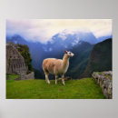 Suche nach lama kunst poster Peru