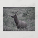 Suche nach elch postkarten Jagd