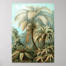Suche nach palm tree poster Palme