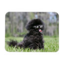 Suche nach zwergspitz magnete Bob und pam langrish