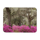 Suche nach savannah magnete Usa