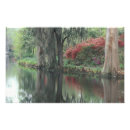 Suche nach spanisches moos poster Baum