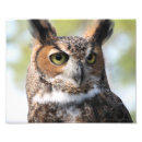 Suche nach eule poster Foto