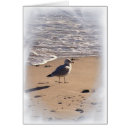 Suche nach seemöwen postkarten Sand