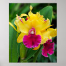 Suche nach exotische orchideen poster Tropisch