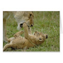 Suche nach masai postkarten Leinenspitze