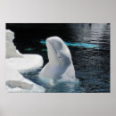 Suche nach beluga whale poster Weiß
