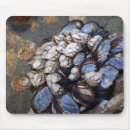 Suche nach miesmuscheln Ozean