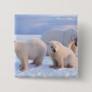Suche nach eisbären buttons Schnee