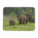 Suche nach indischer elefant magnete Elephas maximus