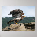 Suche nach fins poster Natur
