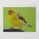 Suche nach goldfinch poster postkarten Vogelvogel