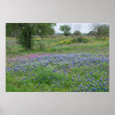 Suche nach texas landschaft poster Bluebonnets