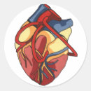 Suche nach anatomischer aufkleber Chirurg