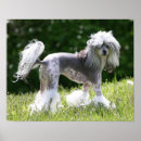 Suche nach chinesischer hund poster Hunde